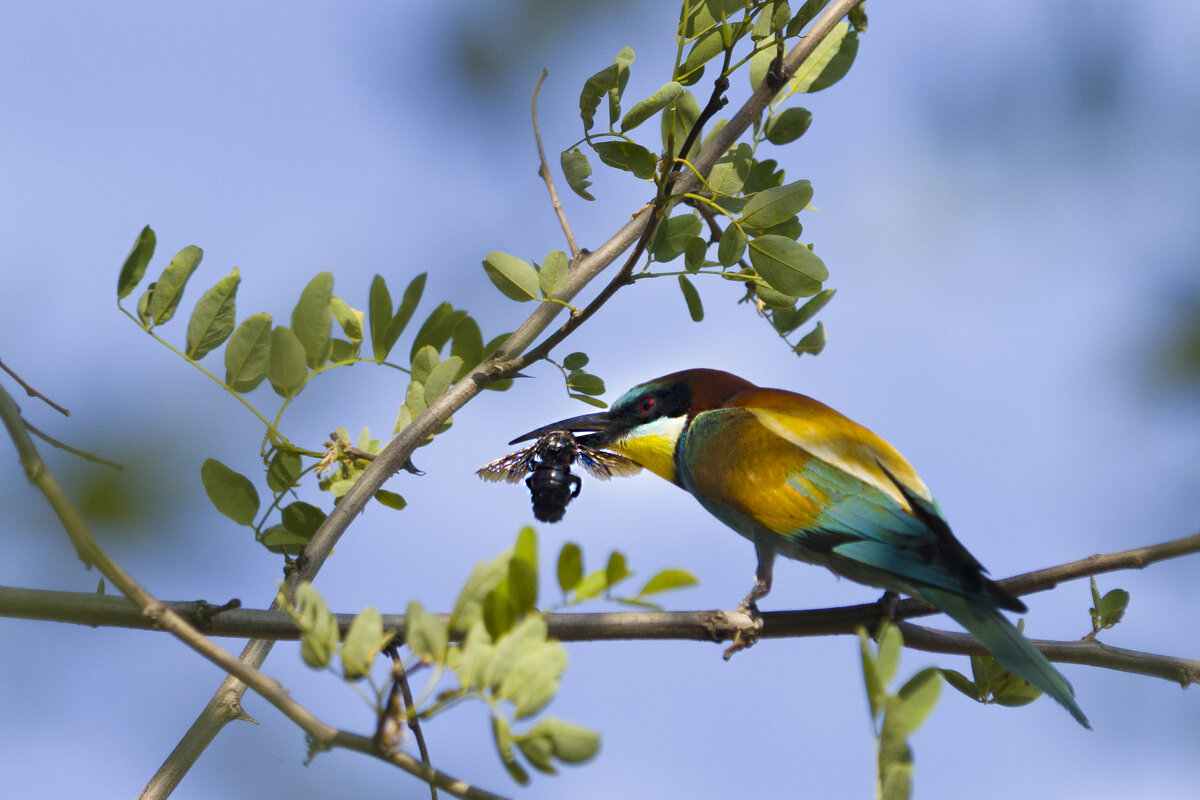 Золотистая щурка - Валерий Черняк