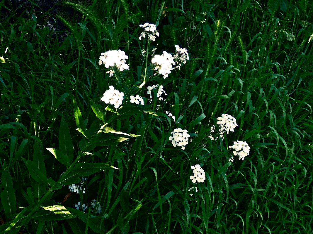 Летние этюды 16 - Алексей Кузнецов