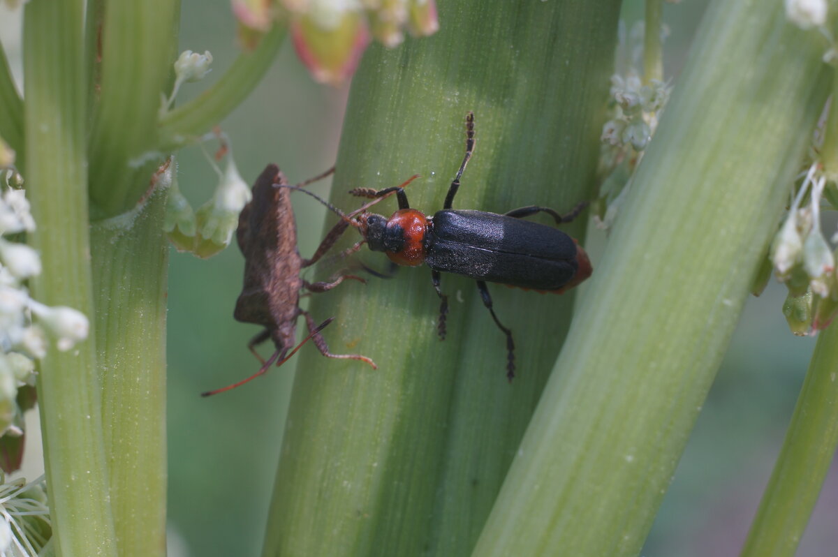 Встреча - Сергей Ц