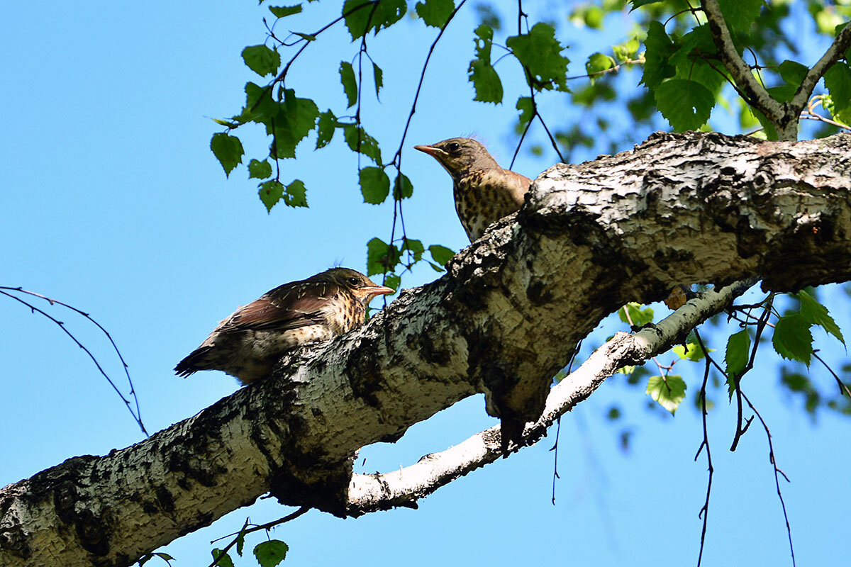 Птенцы - Геннадий Супрун