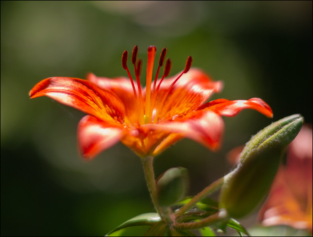Лилейник - Александр Тарноградский