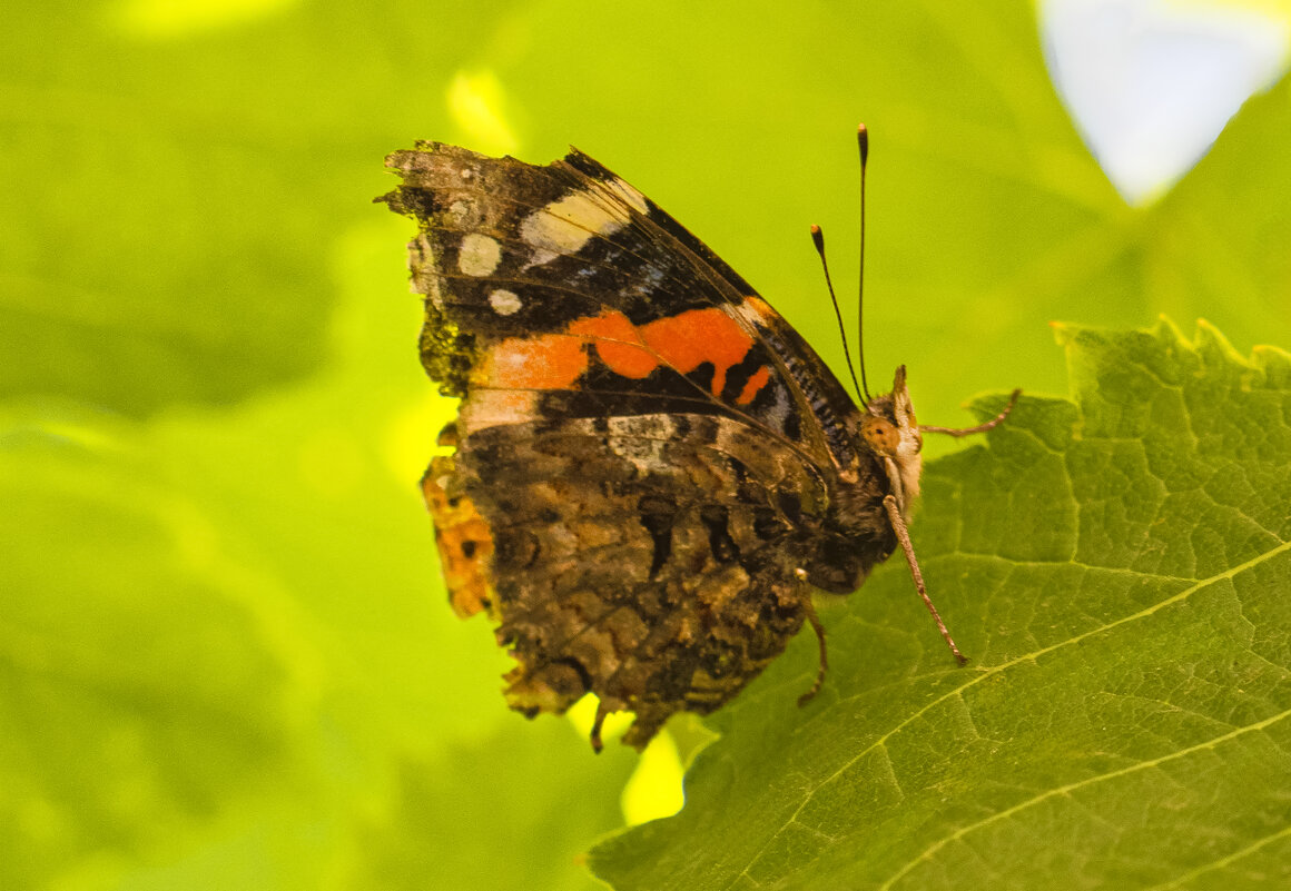 Когда летают бабочки — становится легко... - Валерий Басыров