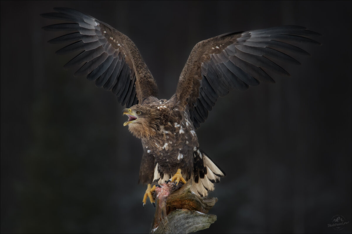 ХИЩНИК - Влад Соколовский ХИЩНИК - Влад Соколовский