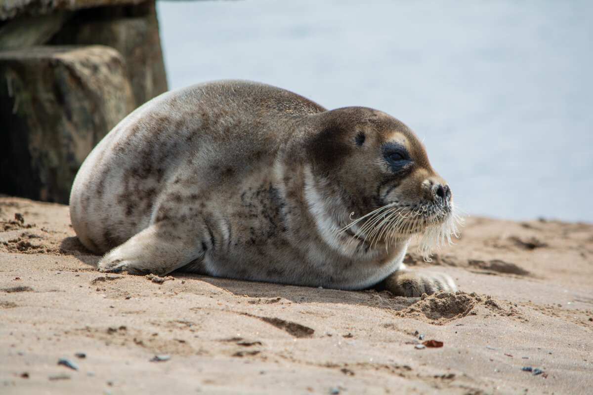 Морской заяц - Марина Никулина
