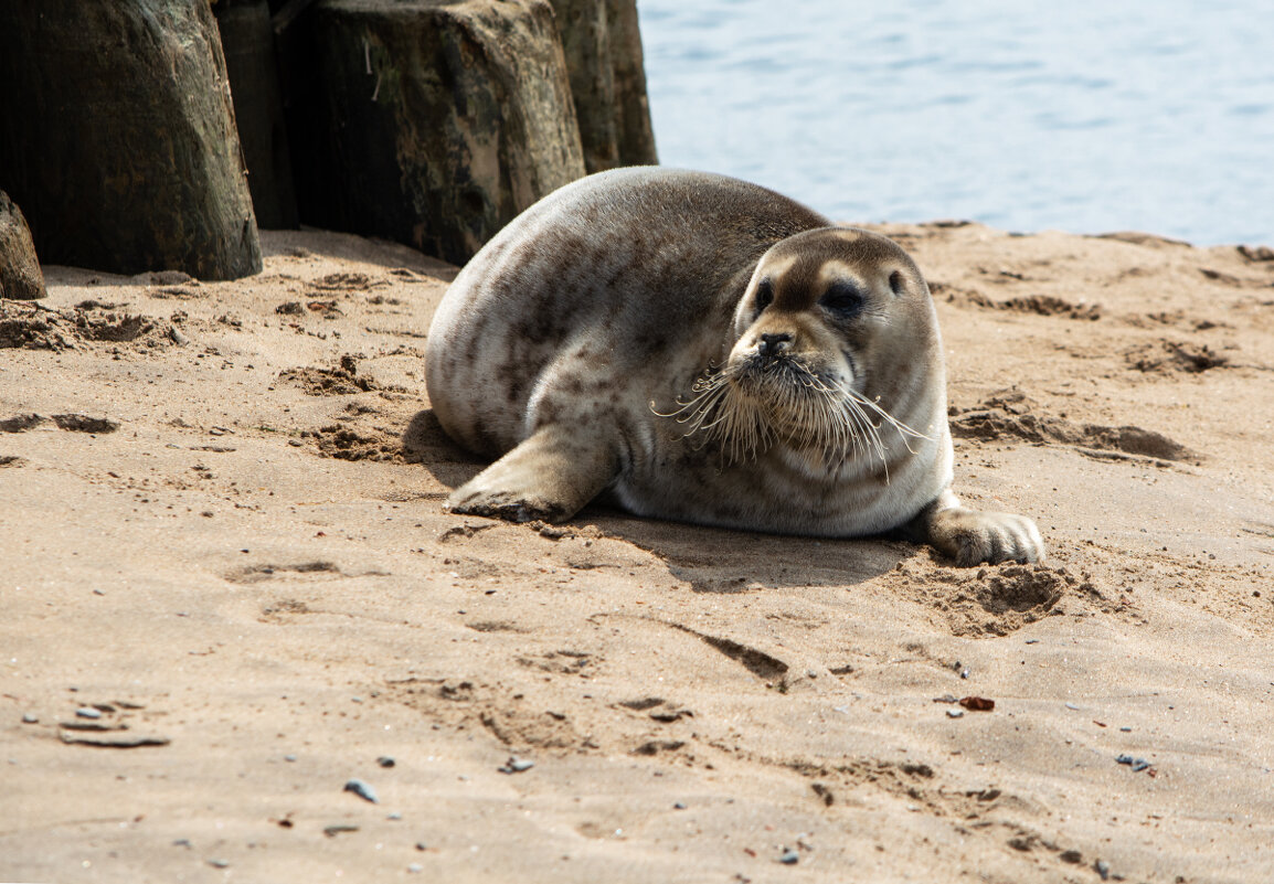 Морской заяц - Марина Никулина