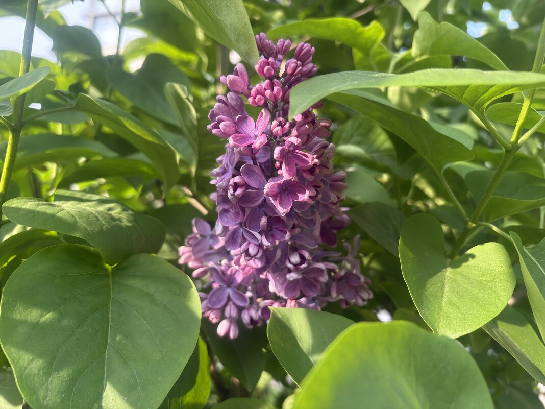 Душа-сирень по-прежнему цветет... - Наталия Павлова Душа-сирень по-прежнему цветет... - Наталия Павлова