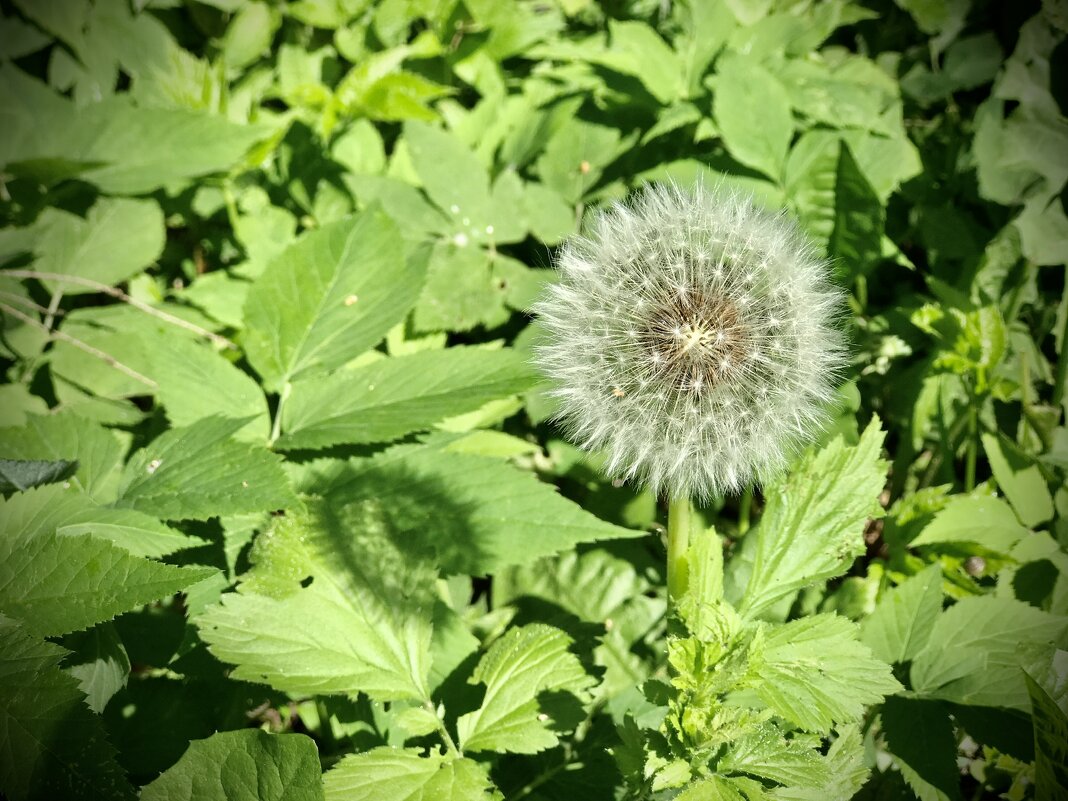 Время одуванчиков! - Любовь 