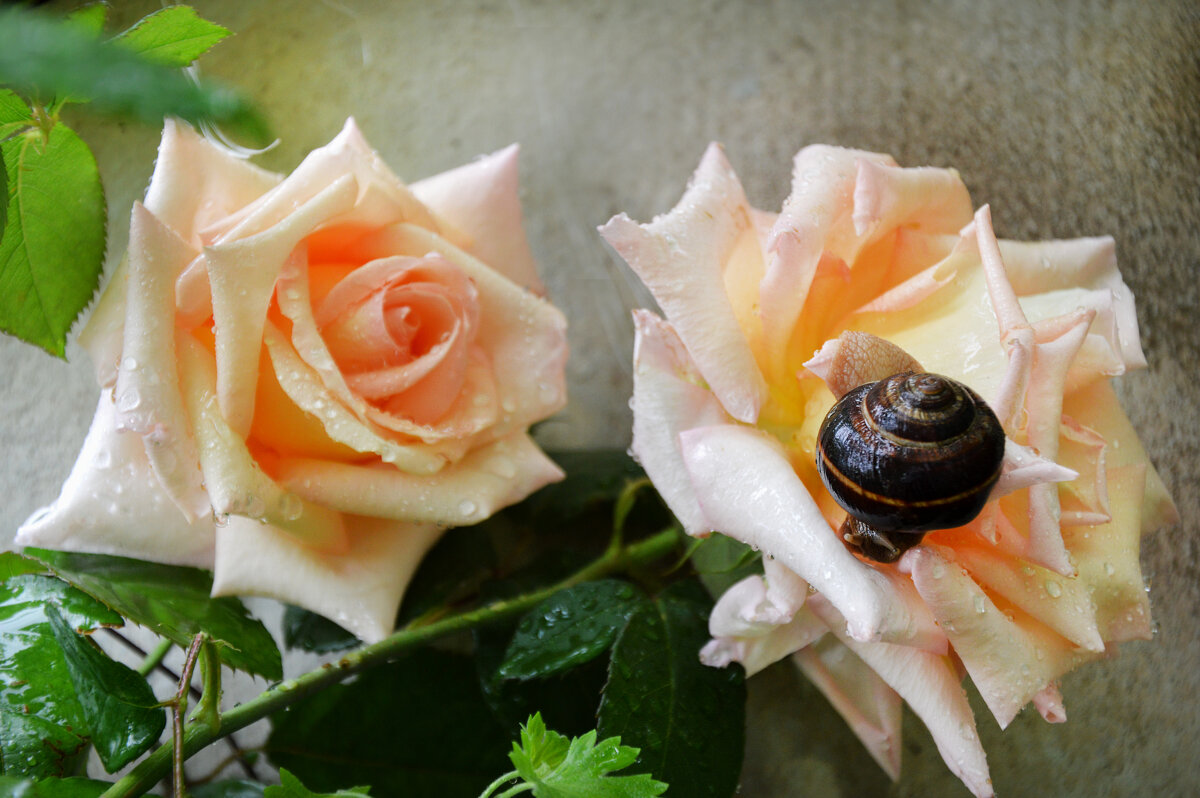 "....Красиво жить не запретишь...." - Надежда Куркина "....Красиво жить не запретишь...." - Надежда Куркина