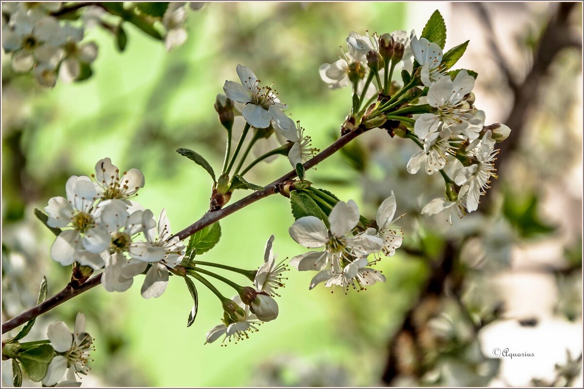 Месяц май... - Aquarius - Сергей