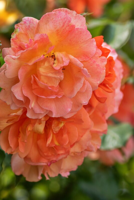 -- - vladimir -- - vladimir