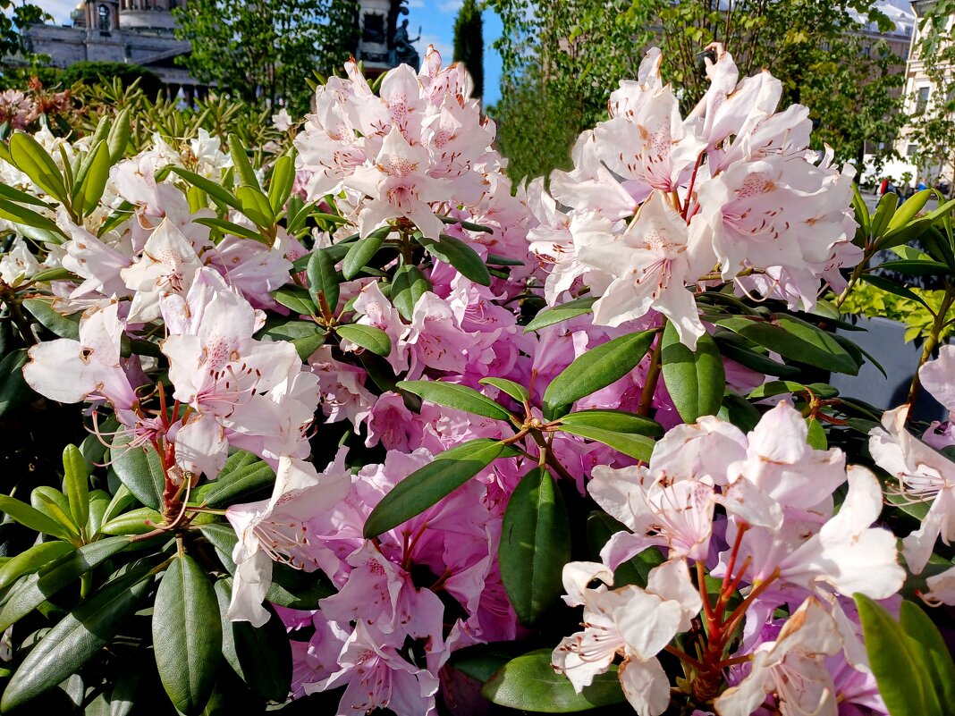 Рододендрон. - Лия ☼