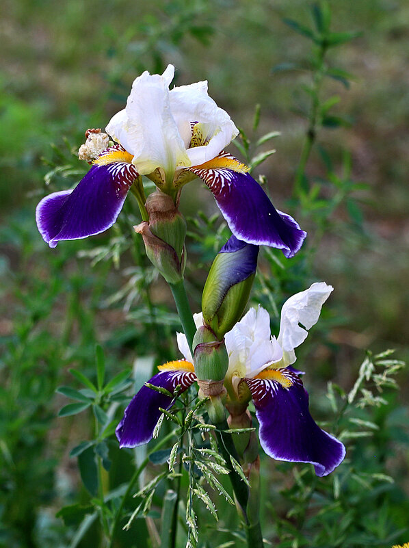 Парочка - Светлана 