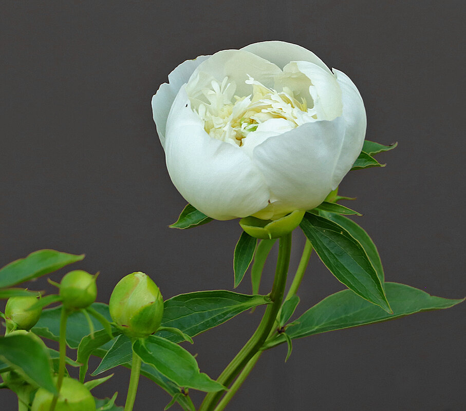 Июнь... Пионы... - Светлана Июнь... Пионы... - Светлана