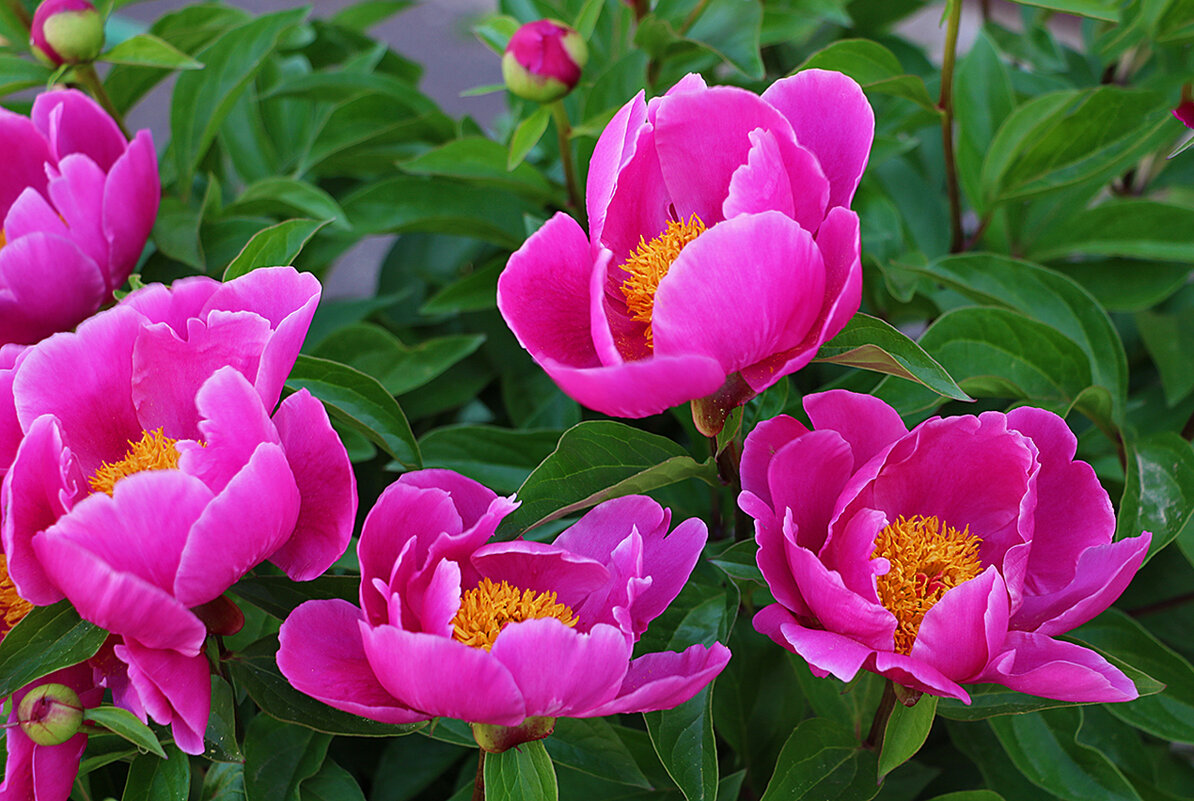 Июнь... Пионы... - Светлана Июнь... Пионы... - Светлана