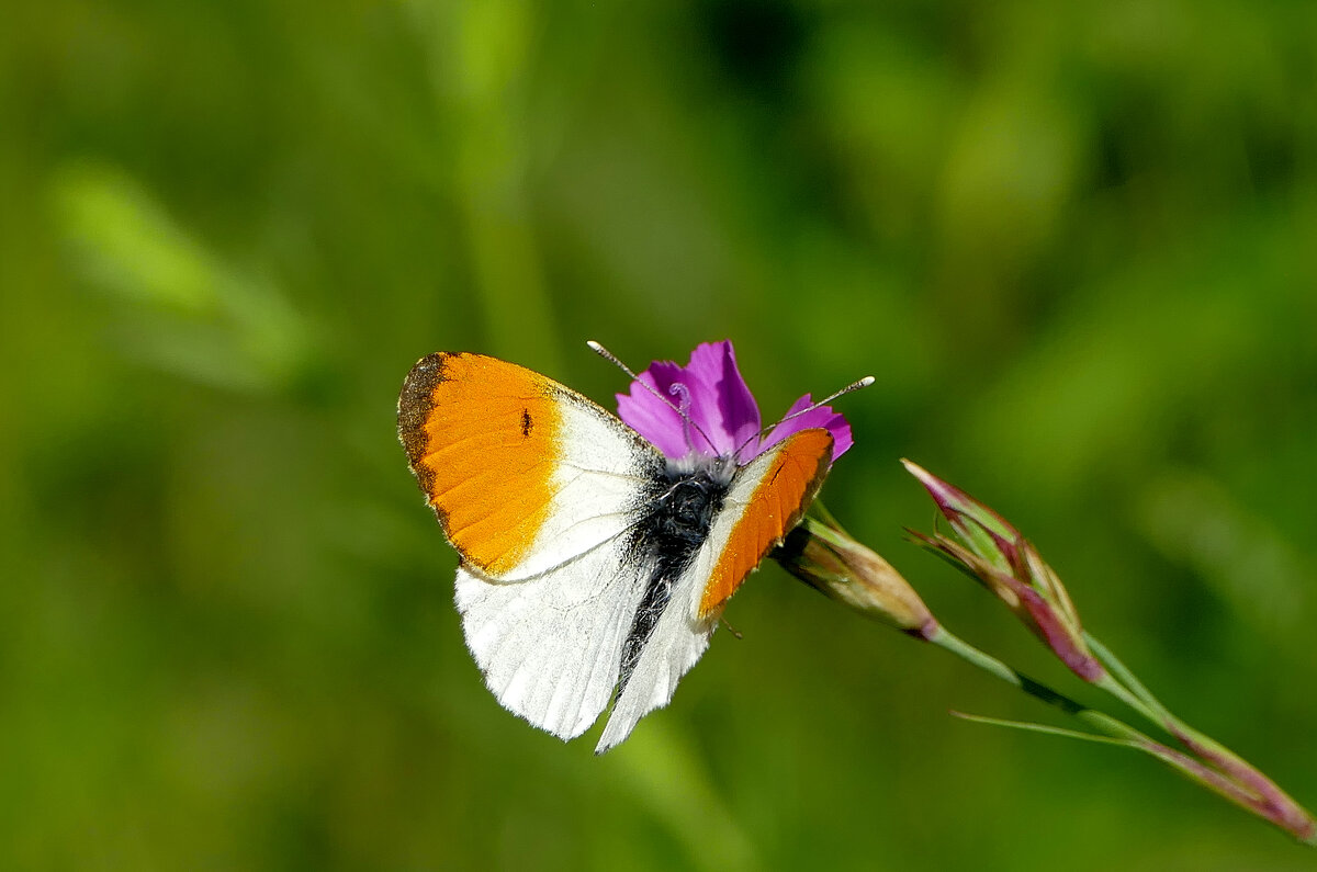 опять про бабочек  5 - Александр Прокудин