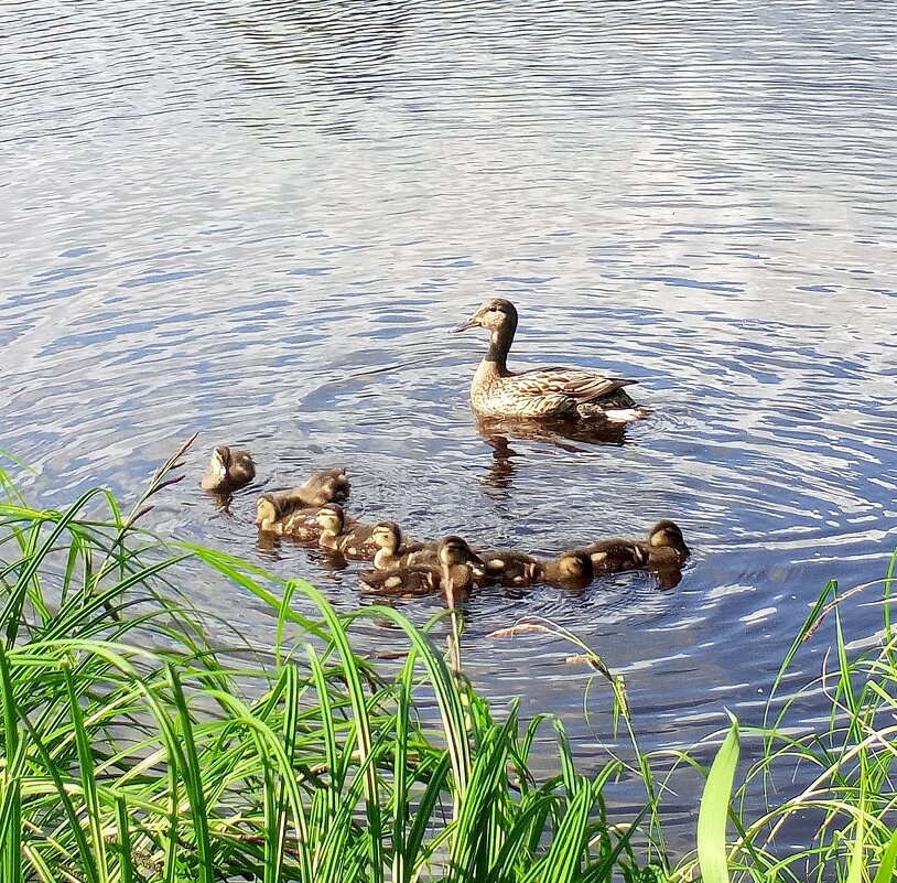 Утята - Сапсан 