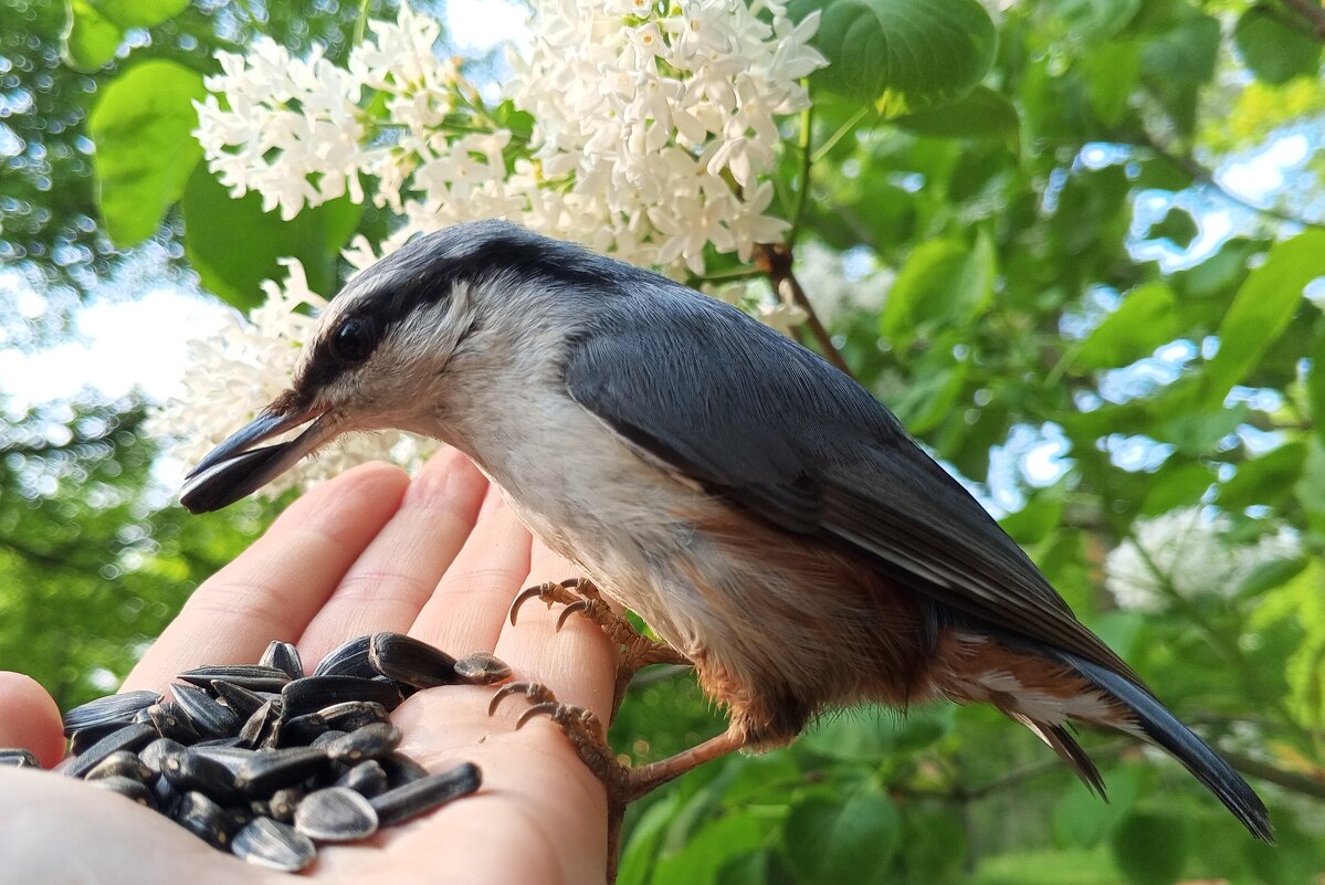 Поползень - Сапсан 