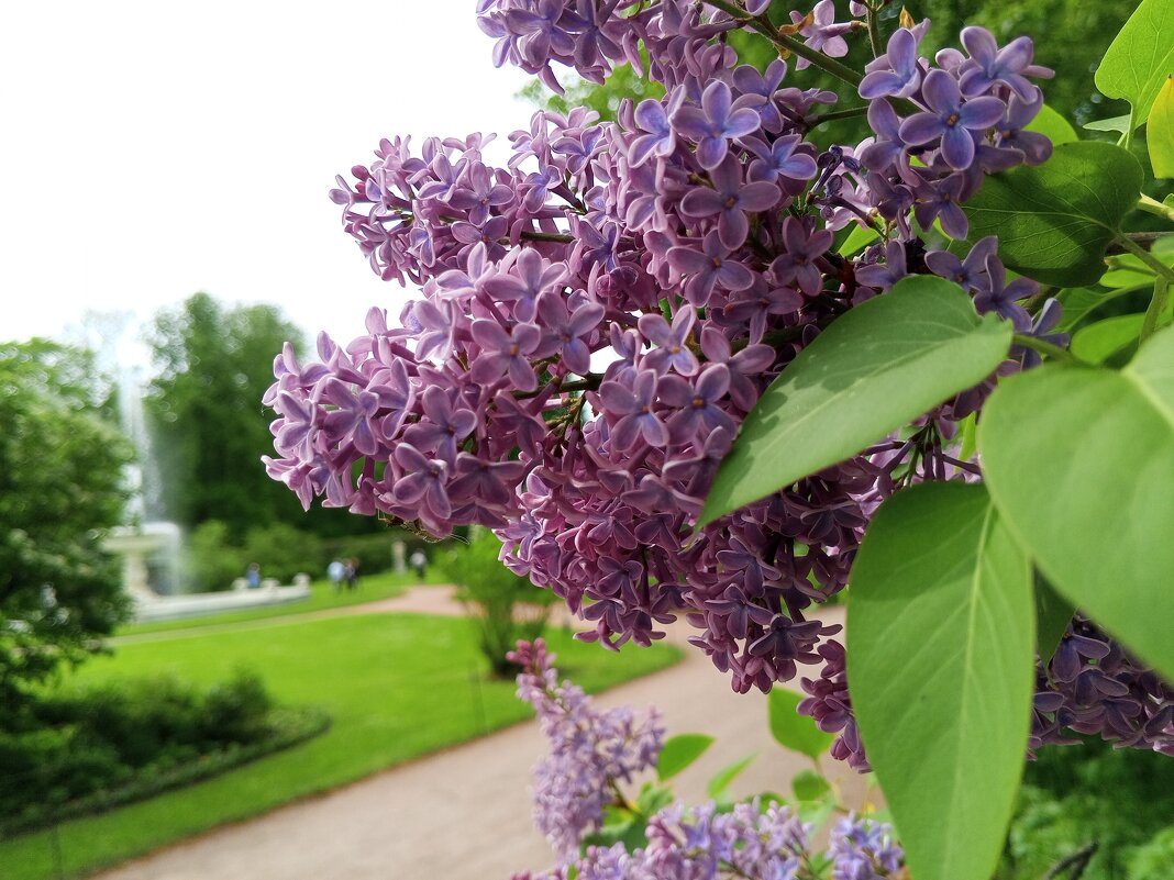 Сирень - Сапсан 