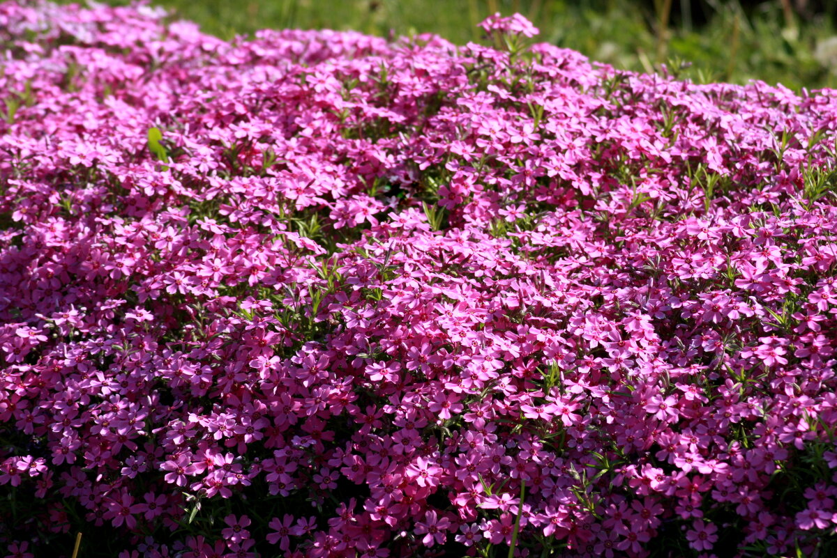 Бал цветов - Нэля Лысенко Бал цветов - Нэля Лысенко