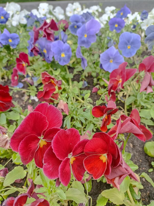 Цветочный триколор - Pippa 