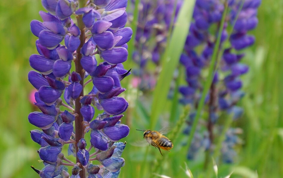 Люпины - Ольга Люпины - Ольга