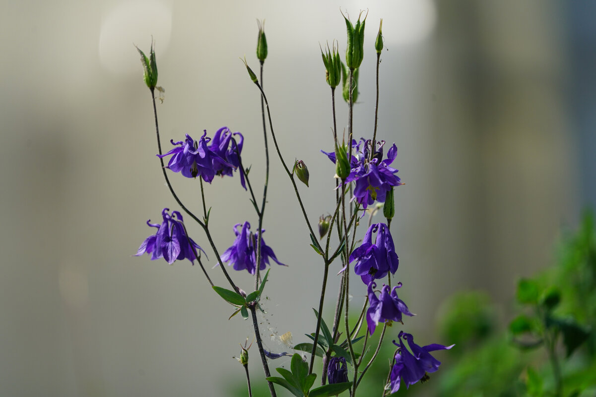 *** - Иван Литвинов