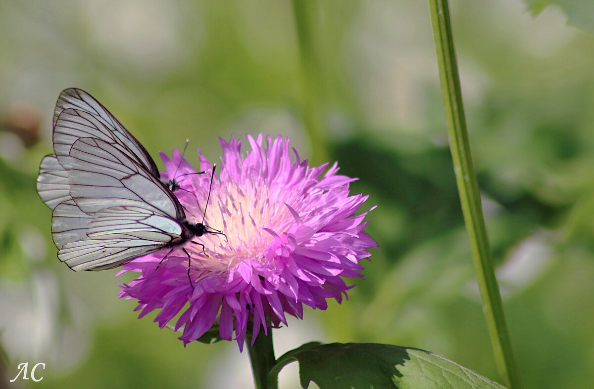 "Столик" на двоих - Любовь Сахарова "Столик" на двоих - Любовь Сахарова