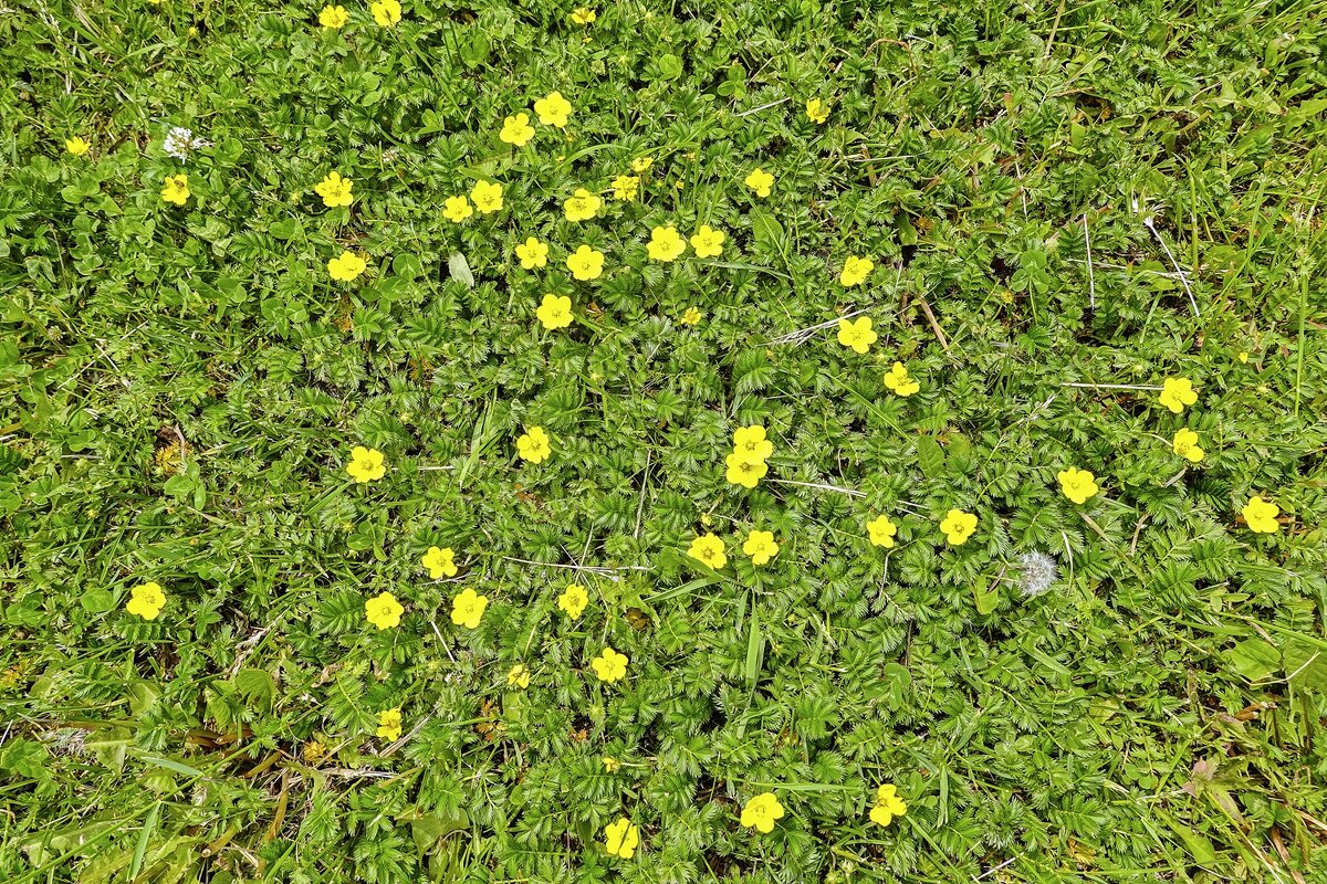 Ковёр из лапчатки - Валерий Иванович