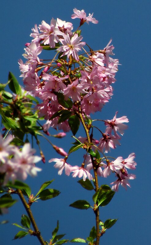 Весна - Роман Савоцкий
