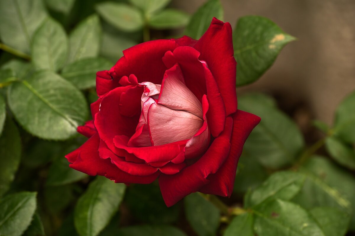 Роза - Игорь Сикорский