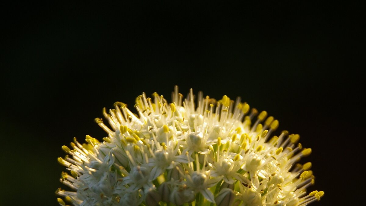 На даче - Сергей Швечков