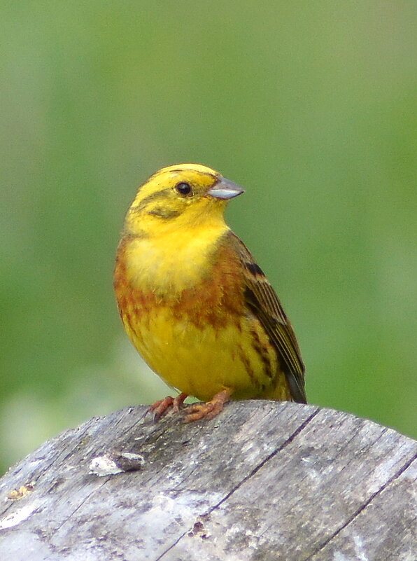 Обыкновенная овсянка - Владислав Иопек