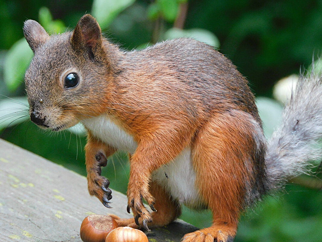 Белка - Лина 