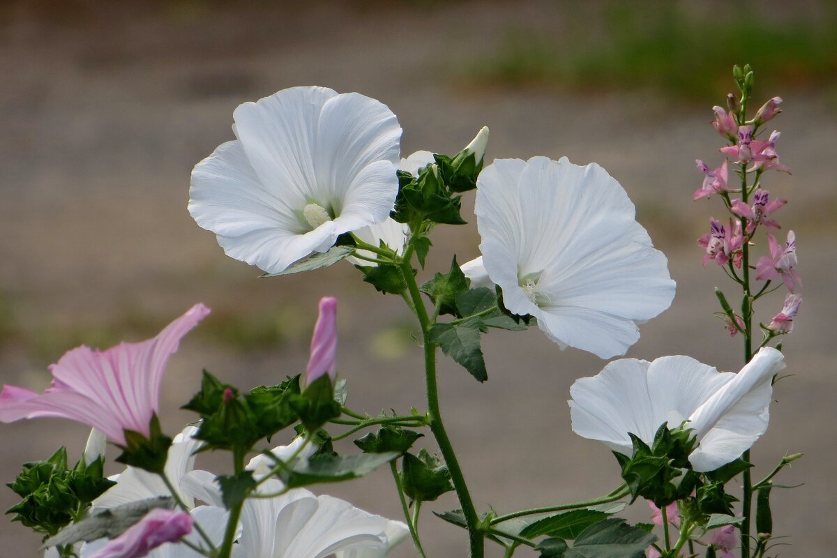 Нежность и красота лаватеры - Татьяна Смоляниченко