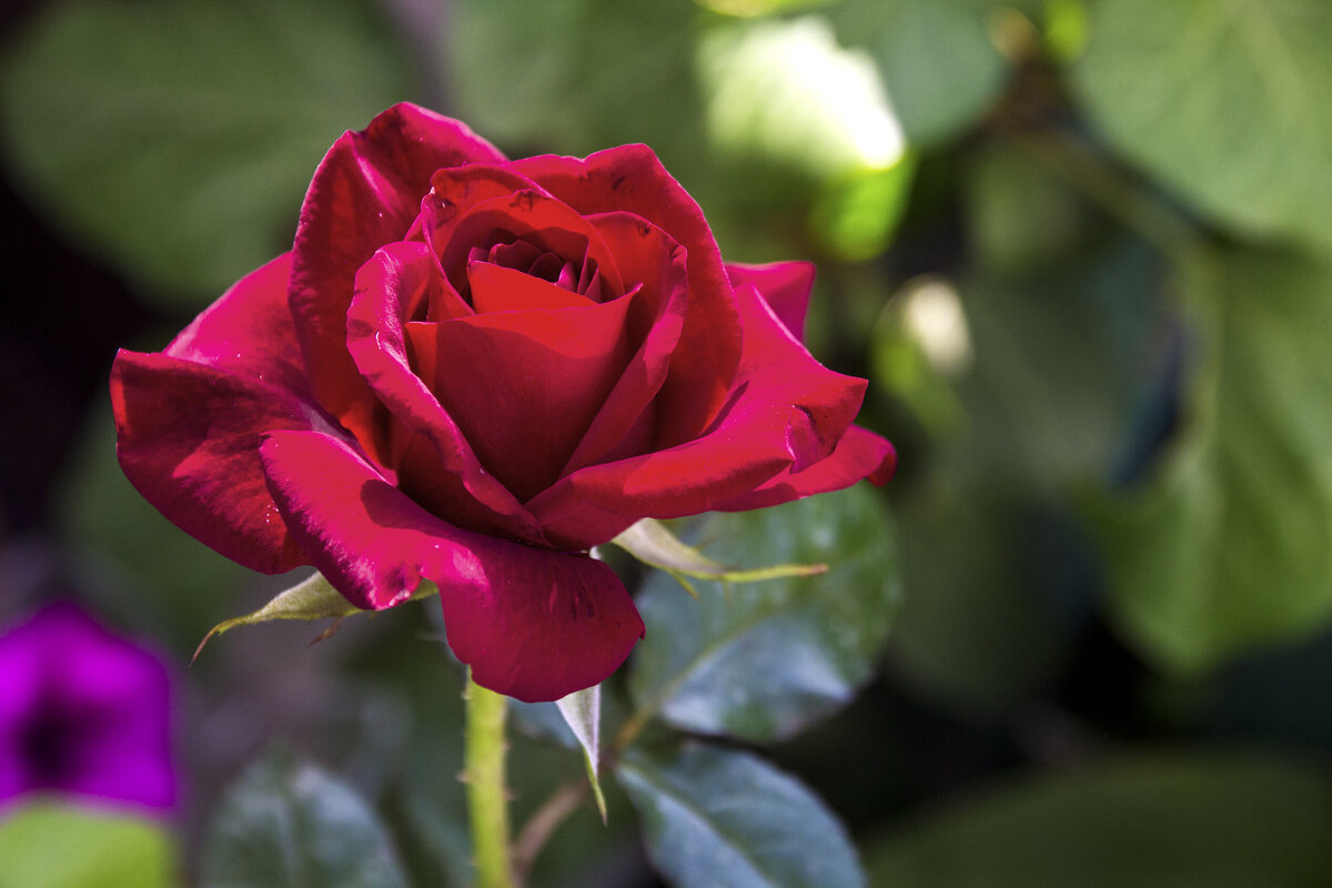 Бархатная роза - Валентин Семчишин Бархатная роза - Валентин Семчишин