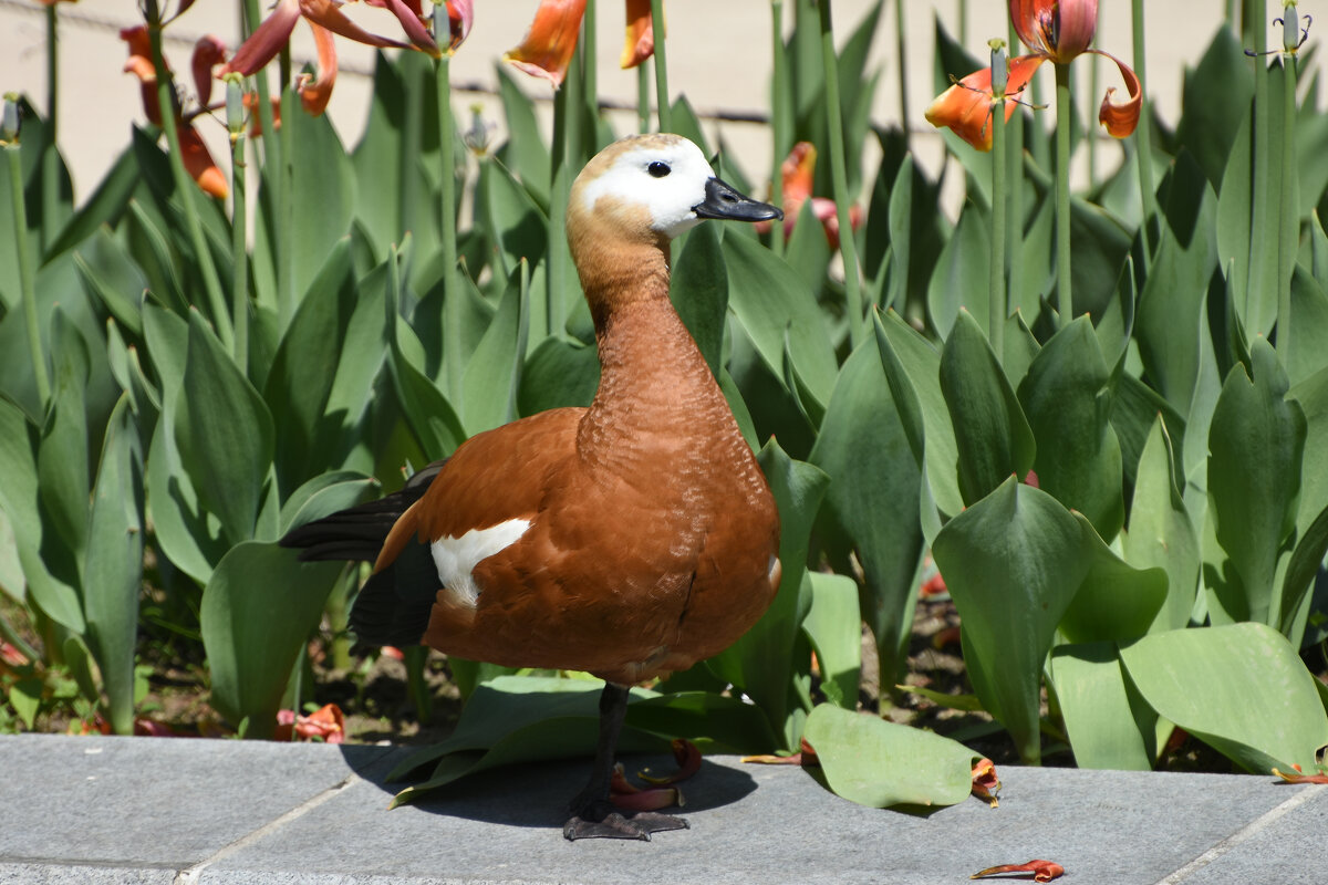 Москва. Весна в Аптекарском... - Наташа ***** Москва. Весна в Аптекарском... - Наташа *****