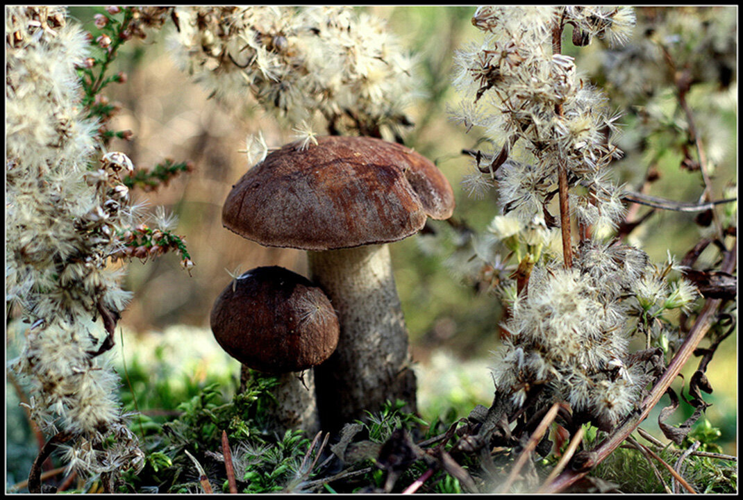 Сон грибника.... - Aleksandr Gal