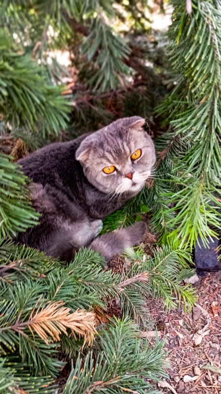 Сима - Юрий Фёдоров