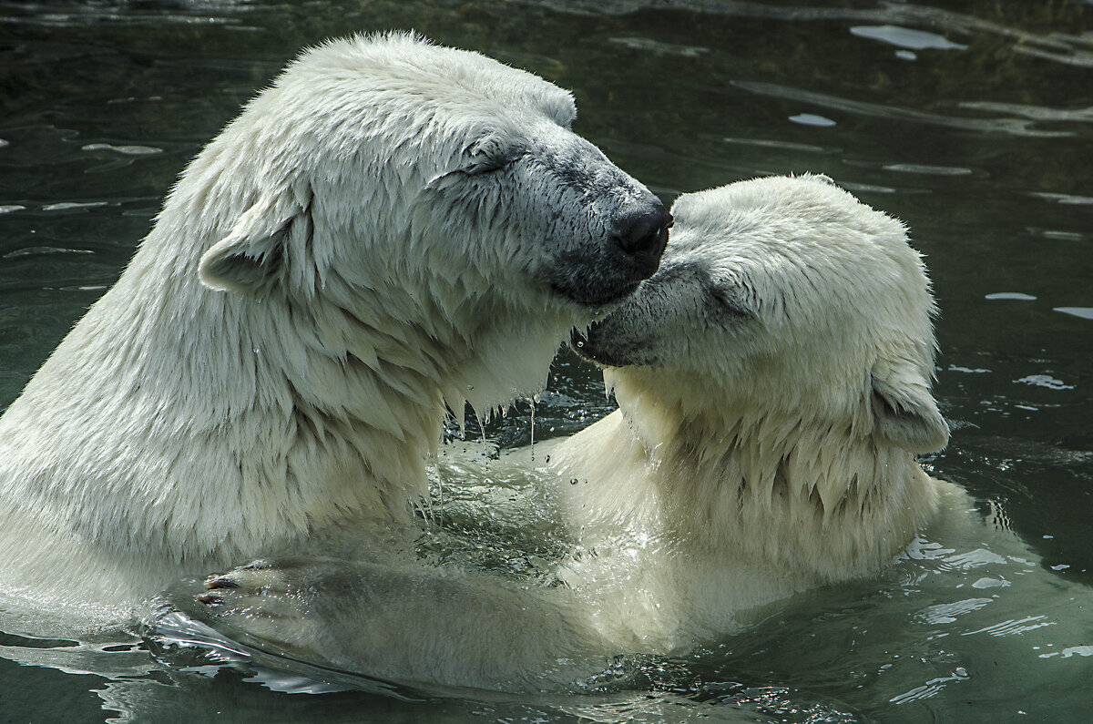 Материнская нежность. - Валентин 