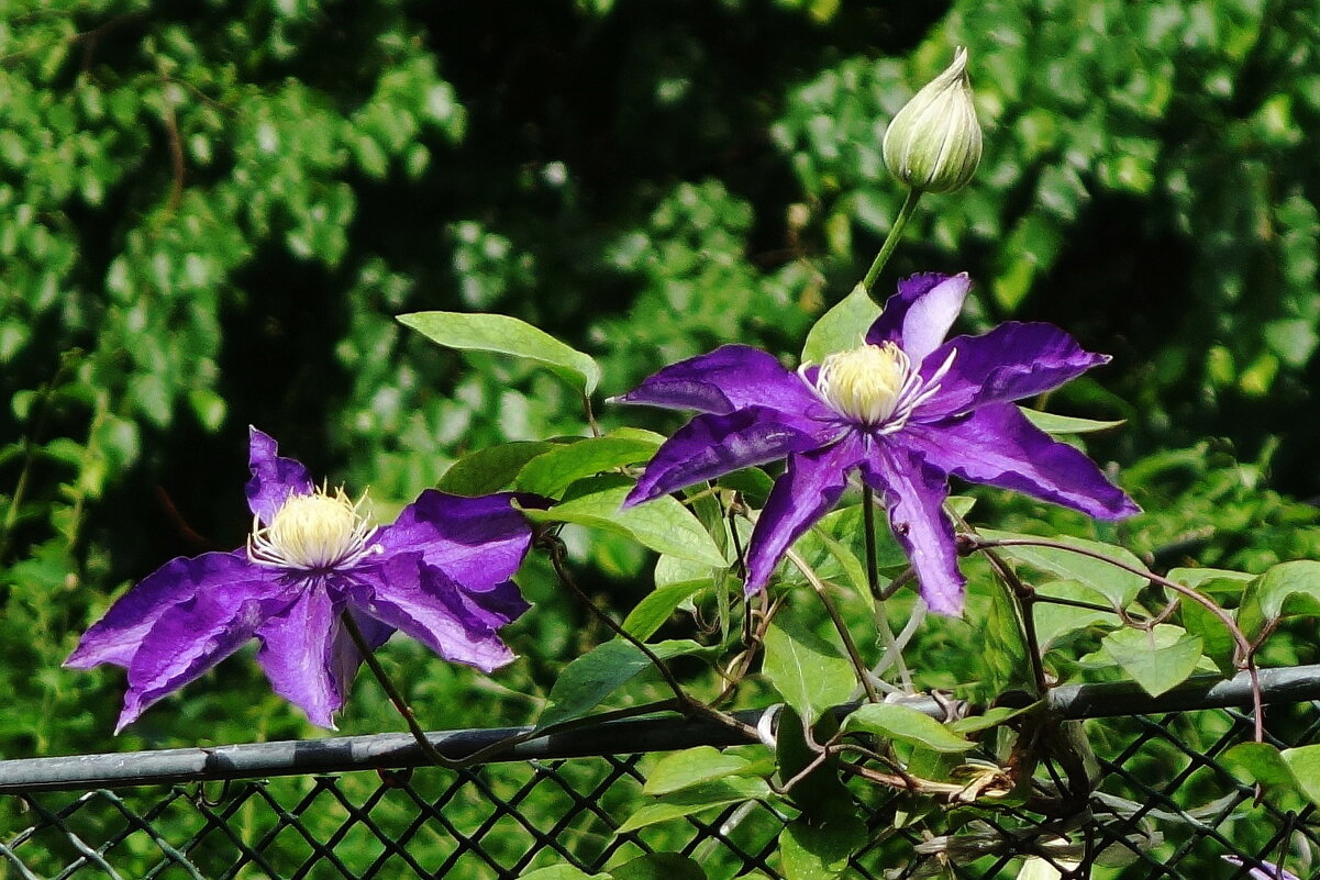 Клематис - Рита Симонова