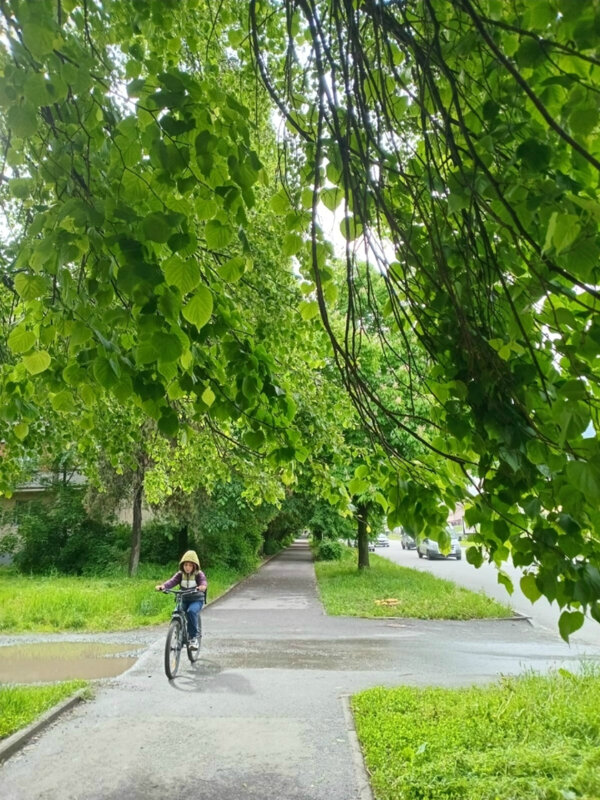 Липа зацветает - Татьяна Львова