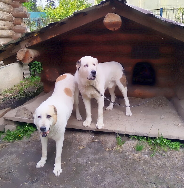 Дружная парочка. - Ольга Довженко