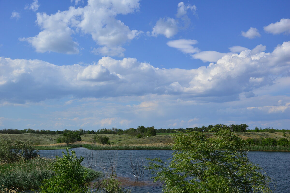 Местные виды. - Виктор 