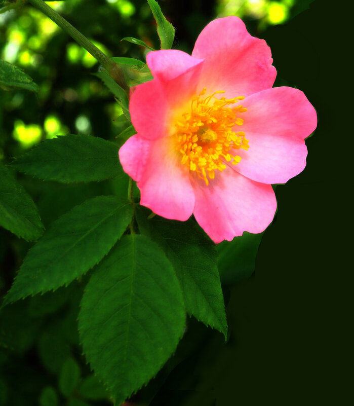 Цветущий шиповник - Евгений Цветущий шиповник - Евгений