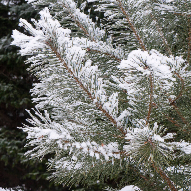 Еловые иголки в снегу - Роман Шаров