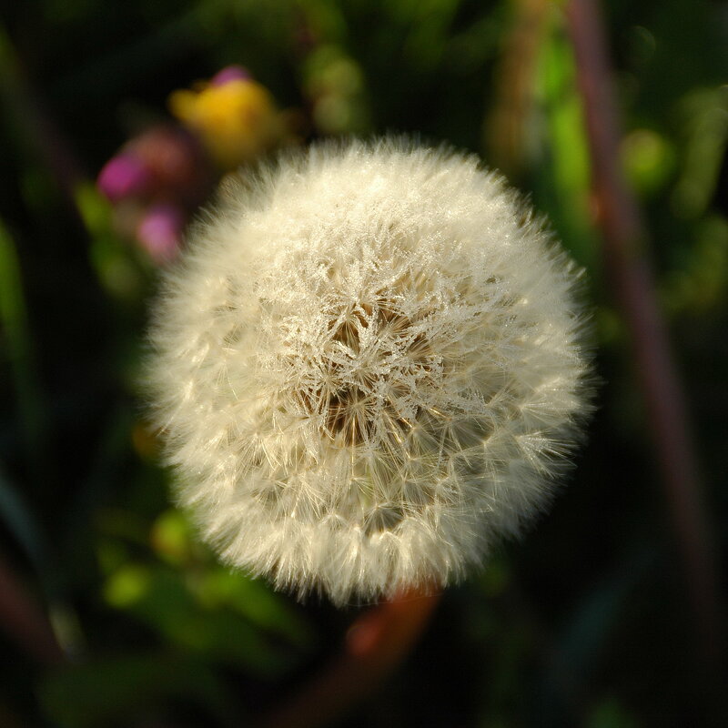 ... - Елена Пономарева