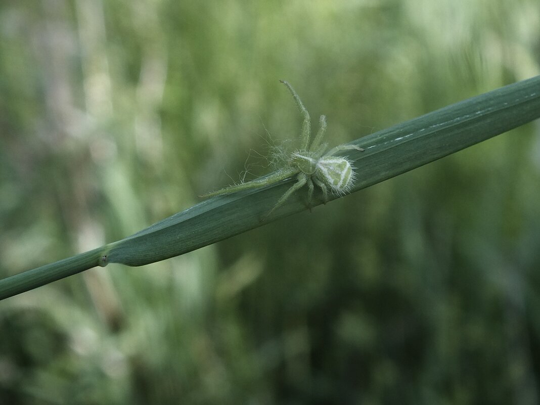 ** - Зоя Мишина