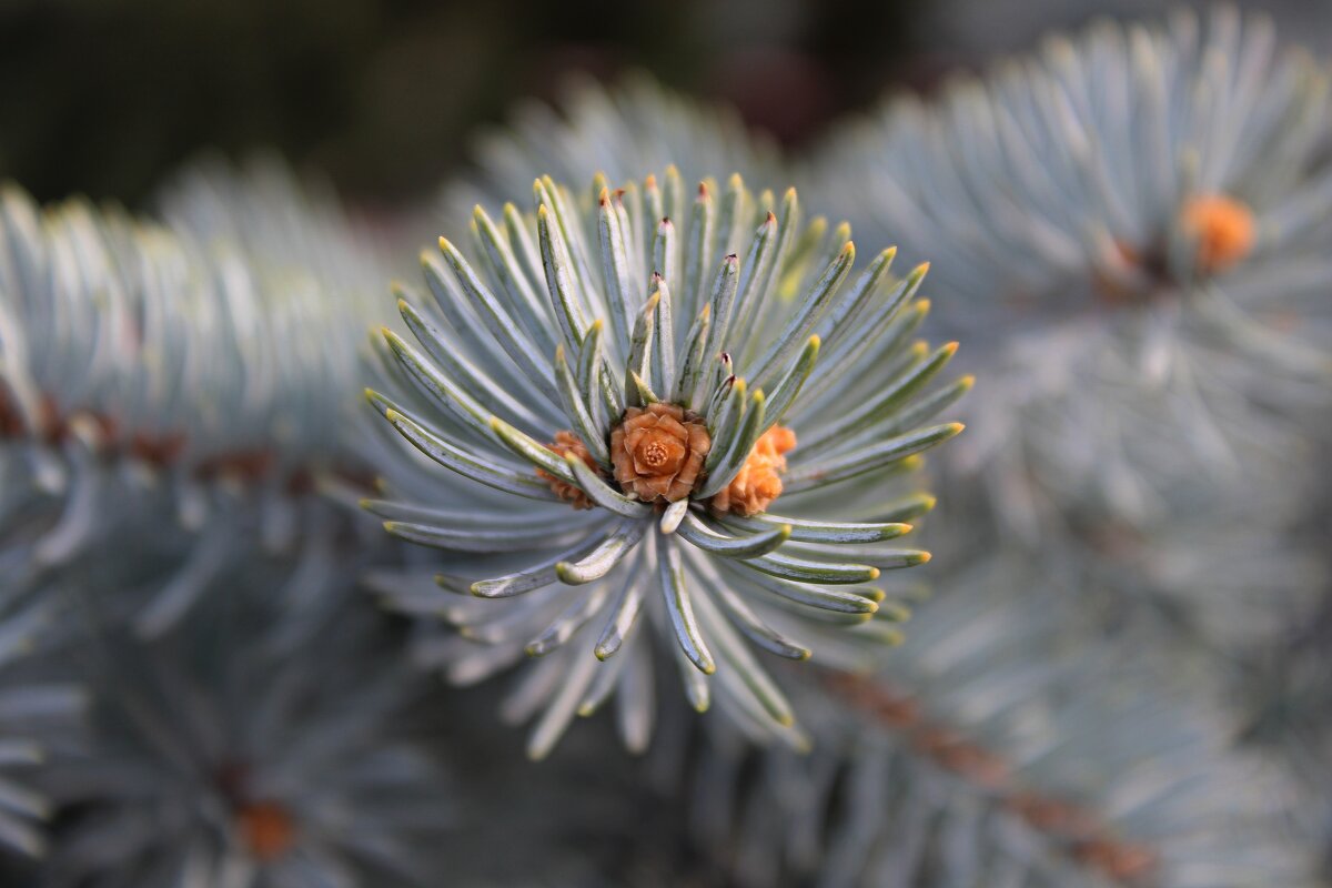 веточка ели - Иван Мануковский