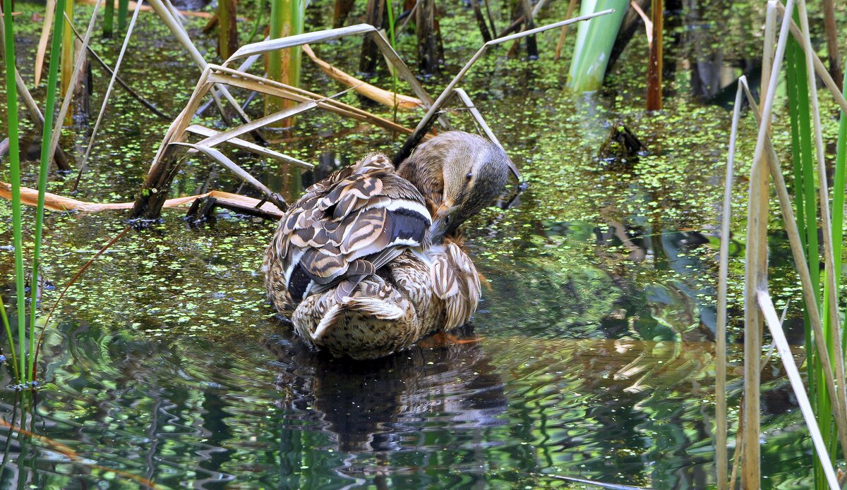 Чистюля. - Анатолий Анищик