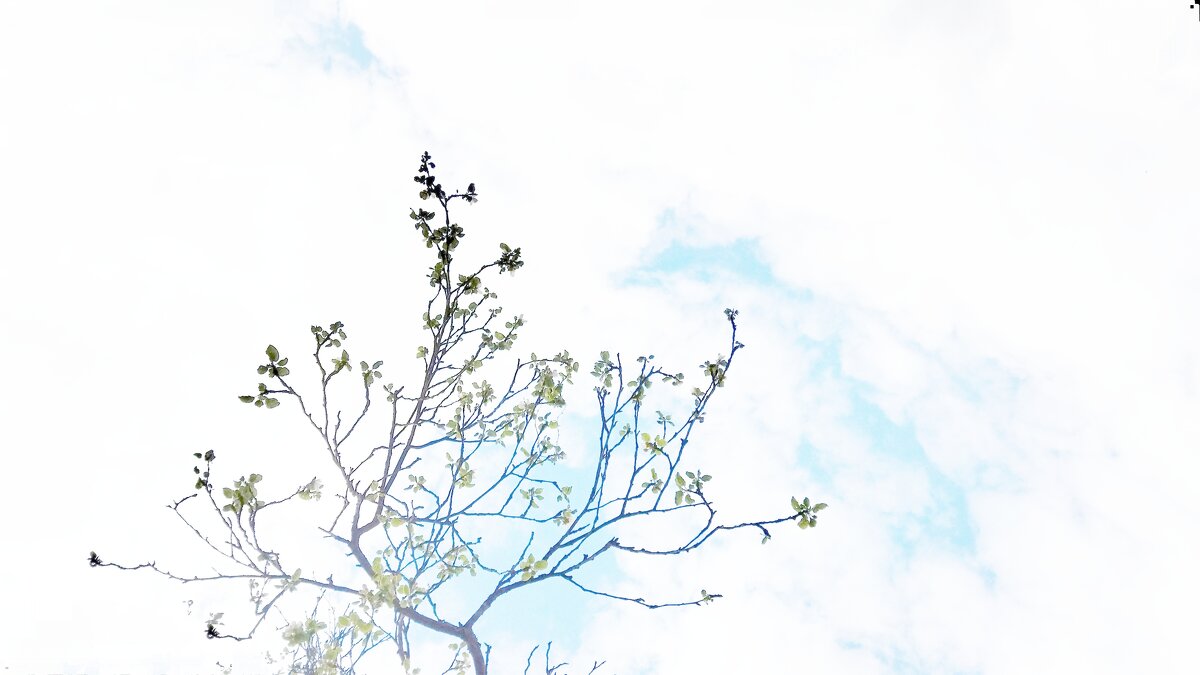 хок-ку - OKazik _____ хок-ку - OKazik _____